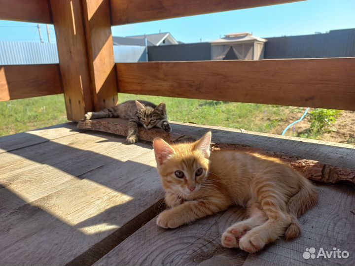 Отдам в хорошие руки