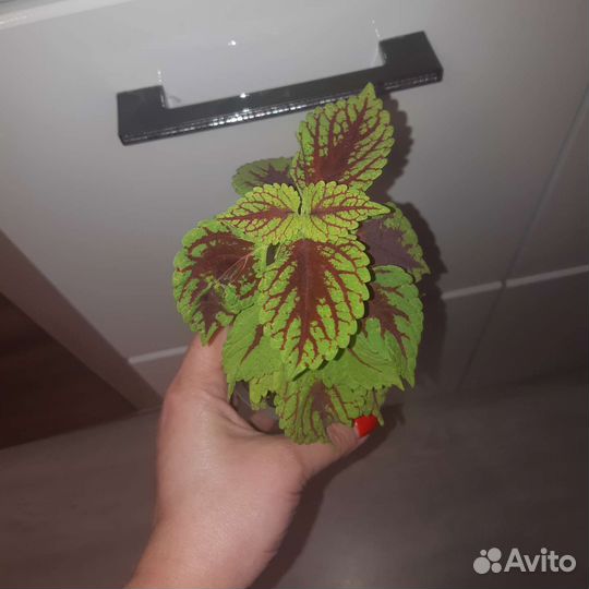 Колеусы