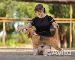 Бигль чемпион вязка