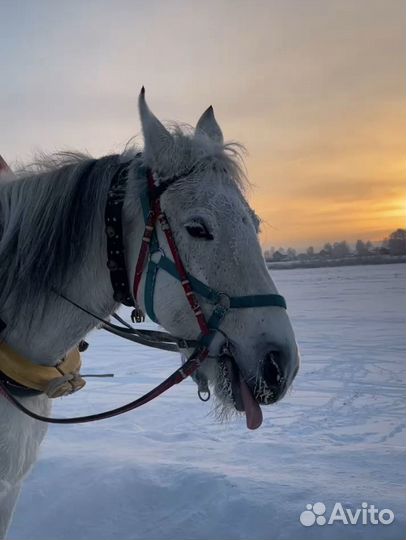 Автобусный тур в Великий устюг на новый год