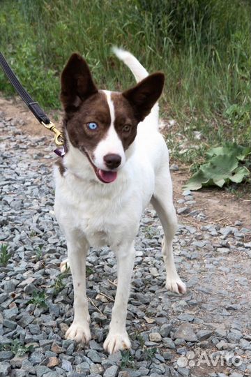 Белка ищет дом