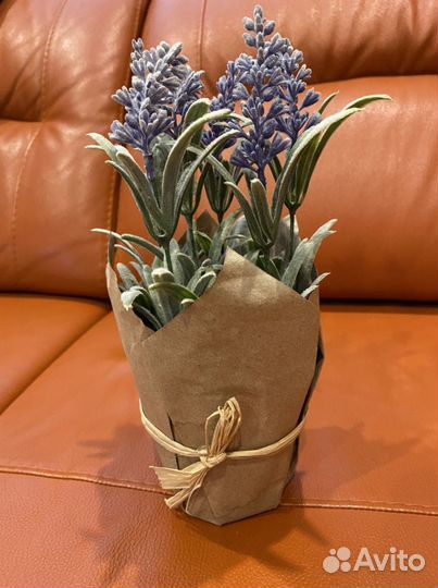 Лаванда сухоцвет в горшке