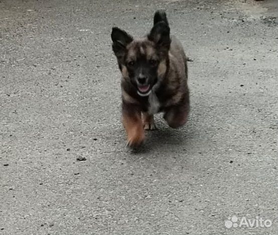 Щенок в добрые руки