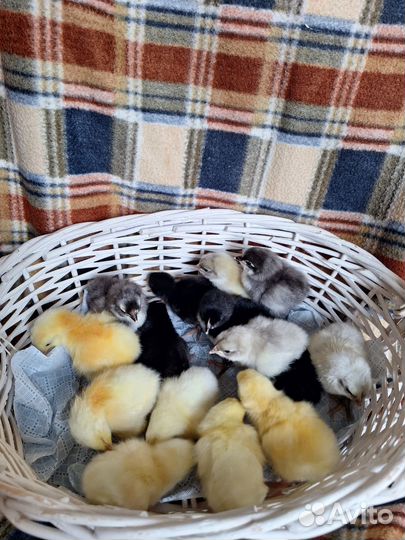 Продам цыплят