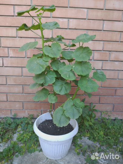 Пеларгония, комнатные и садовые растения