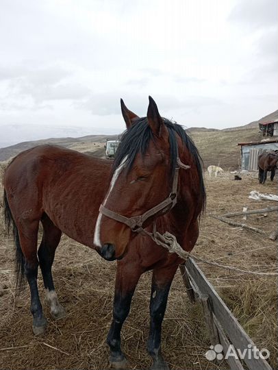 Карачаевский жеребец