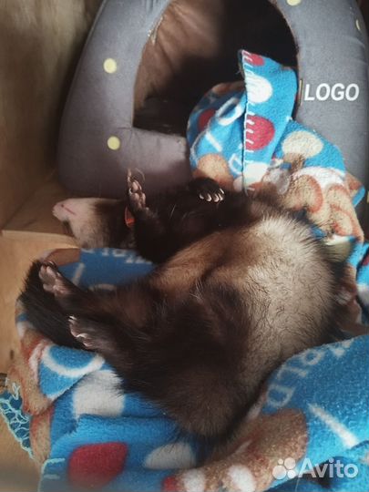 Вязка Харька