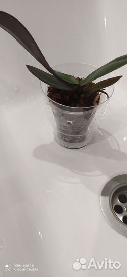 Орхидея Баттерфляй