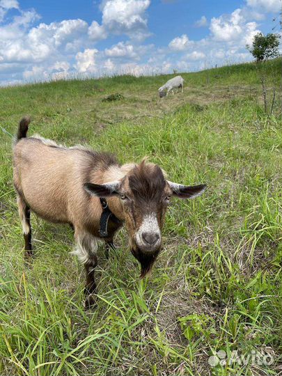 Козы, козёл