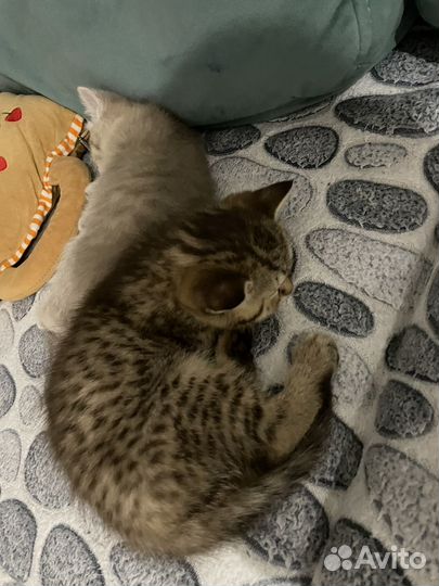 Британские котята