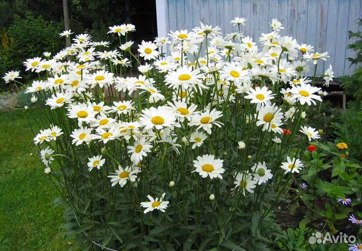 Ромашка садовая