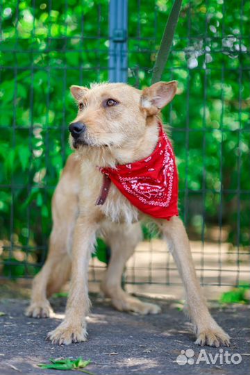 Молодая собака из приюта в добрые руки