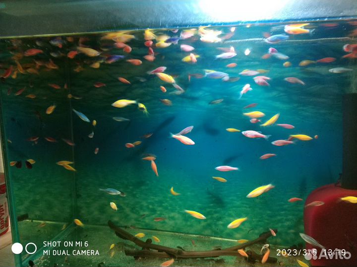 Аквариумные рыбки