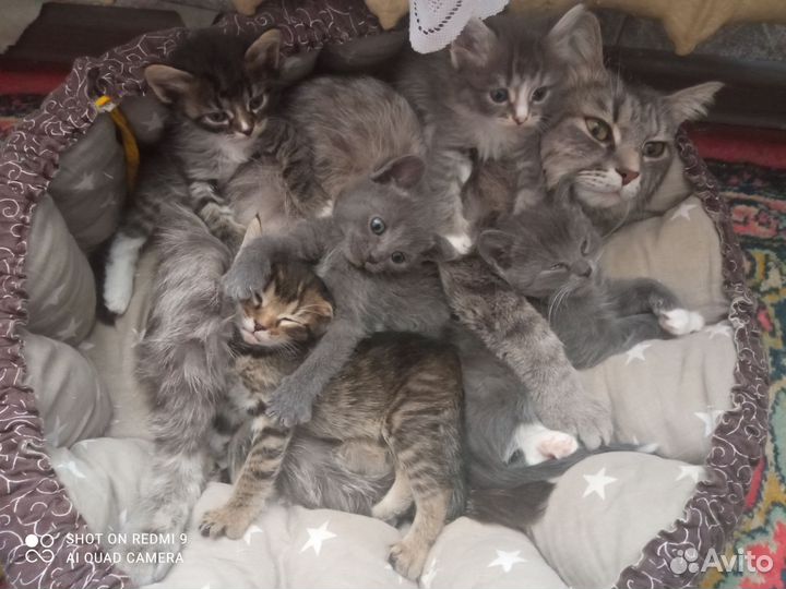Кошка в дар