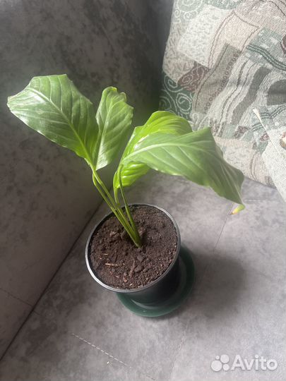 Спатифиллум или женское счастье