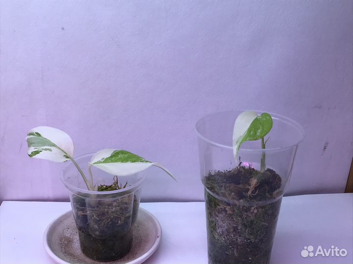 Монстера альба