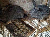 Кролики чистокровные калифорнийцы, и другие породы