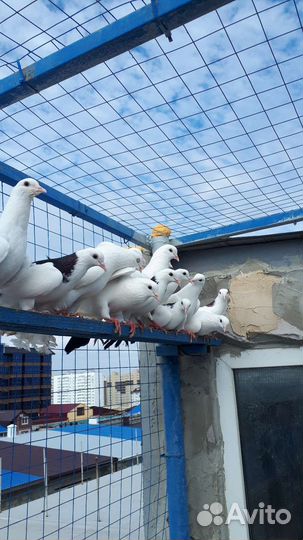 Голуби свадебные