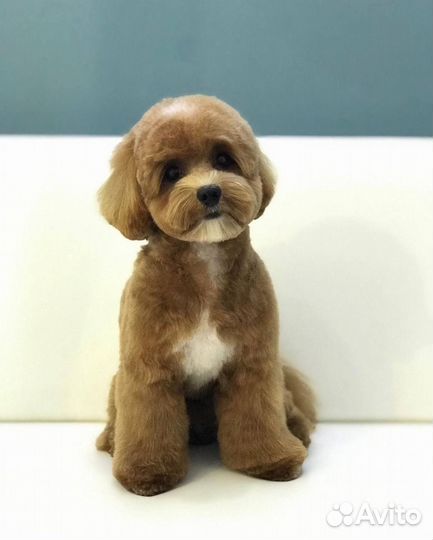 Ищем модель на стрижку