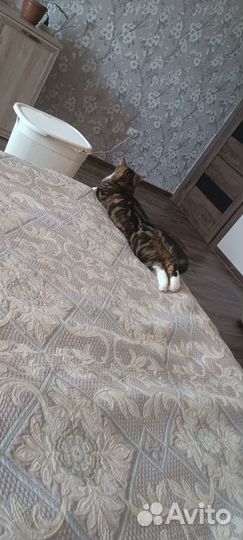 Шотландская кошечка ищет жениха