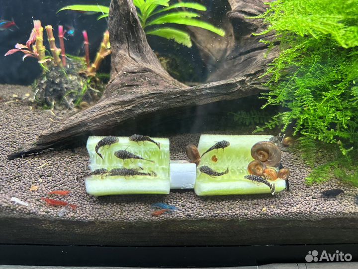 Сомики анциструсы