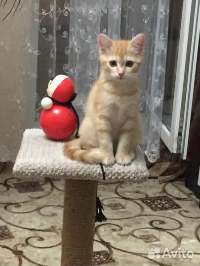 Котята