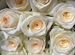 Цветы розы Эквадор оптом