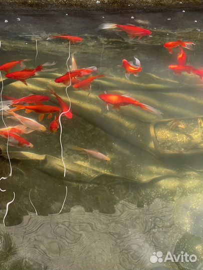 Прудовая Рыба китайский карась