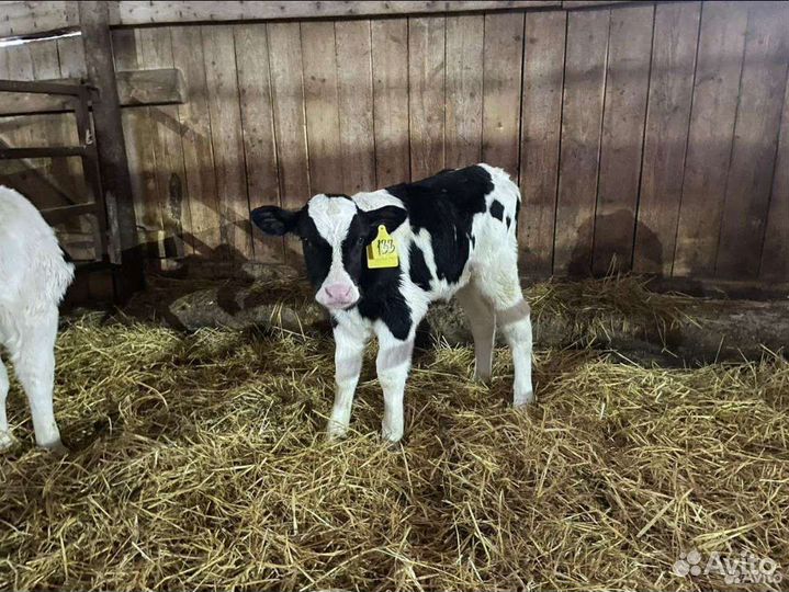 Б мясные холмогоры сименталы лимузины