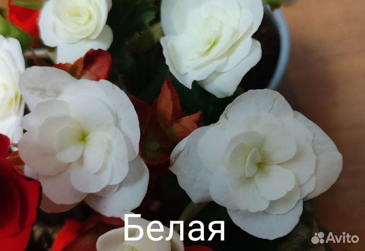 Бегония элатиор