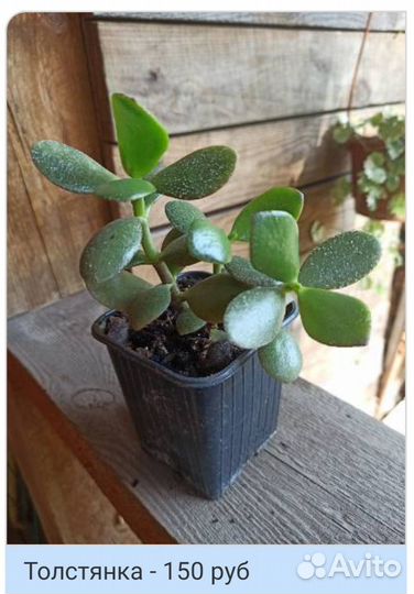 Алоэ, каланхоэ и др