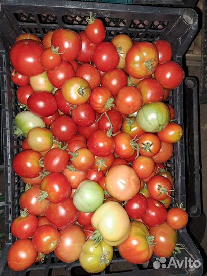 Помидоры-яблоки