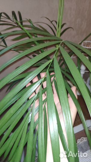 Хризалидокарпус