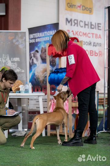 Услуги кинолога