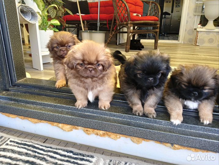 Щенки пнкинеса