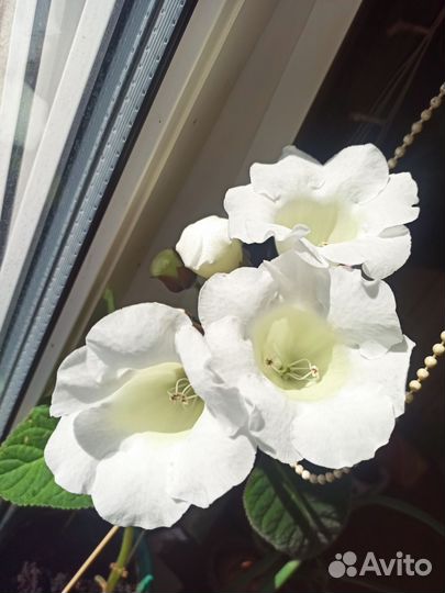 Глоксиния лист