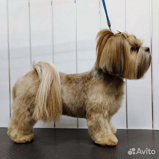 Груминг мелких пород собак