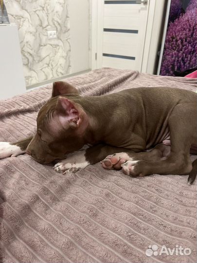 Американский питбультерьер щенок