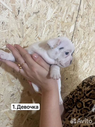 Французский бульдог