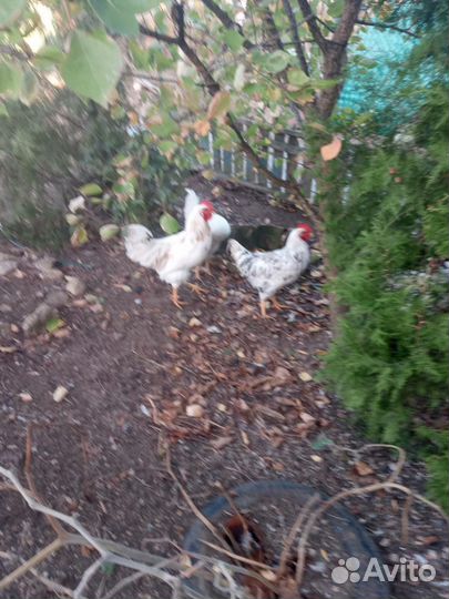 Куры петухи