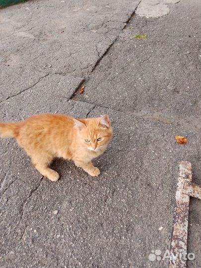 Отдам котенка мальчик 4 месяца в добрые руки