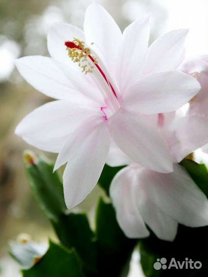 Шлюмбергеры сортовые коллекционные