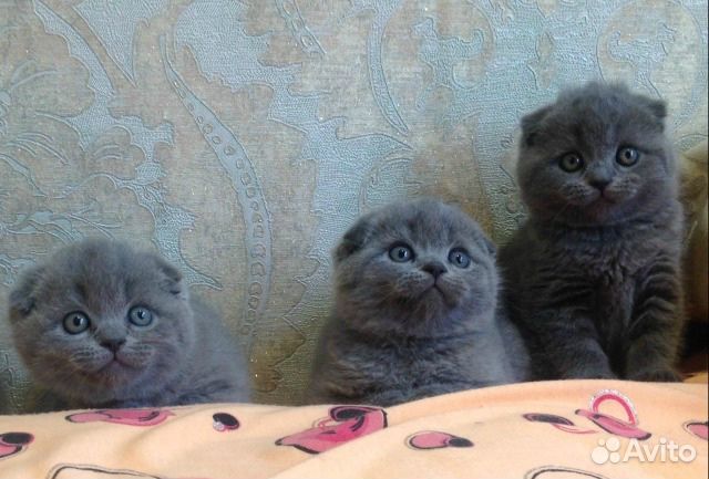 Шотландские вислоухие девочки