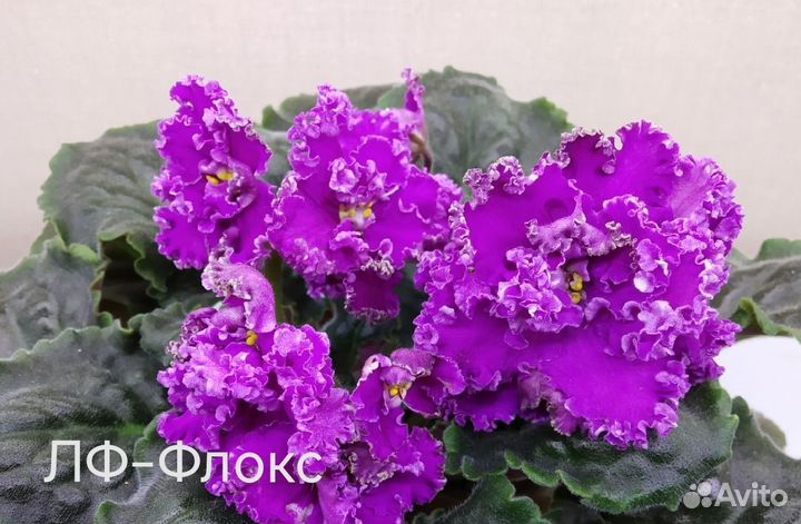 Сортовые фиалки