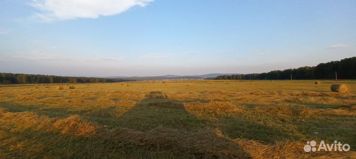 Сено в рулонах