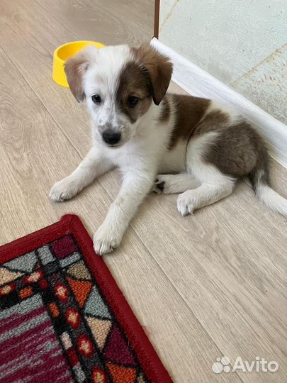 Собака в добрые руки отдам бесплатно