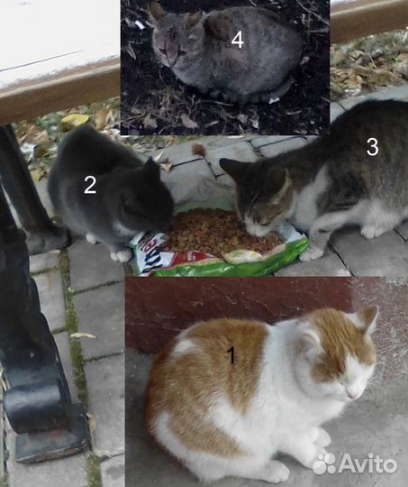 Бездомным кошкам нужен хозяин