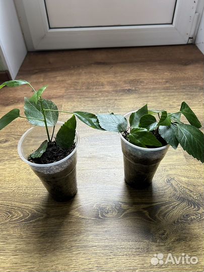 Комнатные цветы