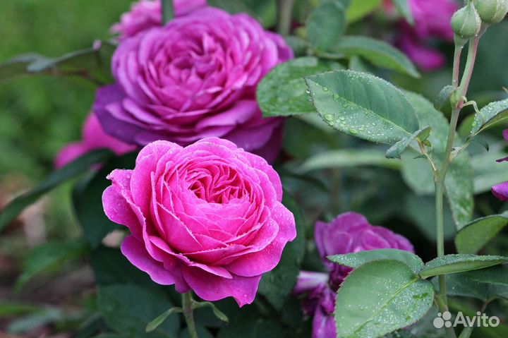 Продажа роз