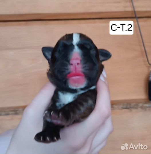 Боксер-это навсегда